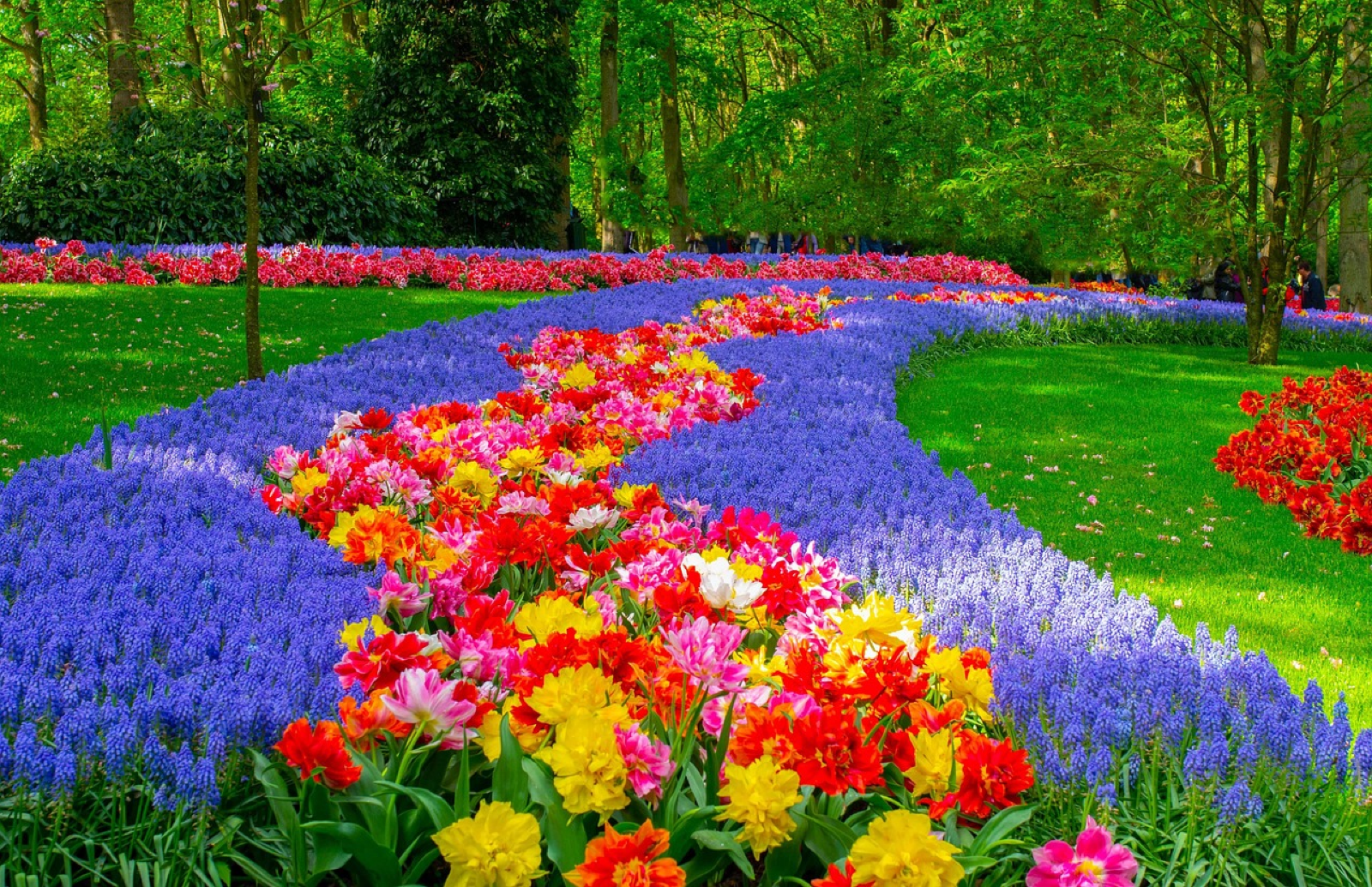 Amsterdam canals and tulips